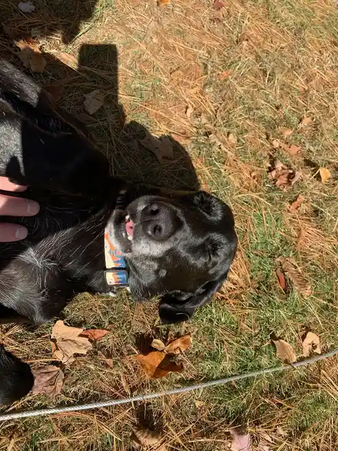 A black dog with gray muzzle hair lies on grass and pine needles, looking up with its mouth slightly open and tongue out, as…