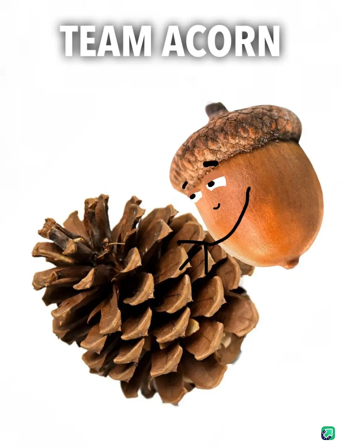 An acorn with a cartoon face drawn on it is leaning against a pinecone, looking smugly at the viewer. The text 'TEAM ACORN'…