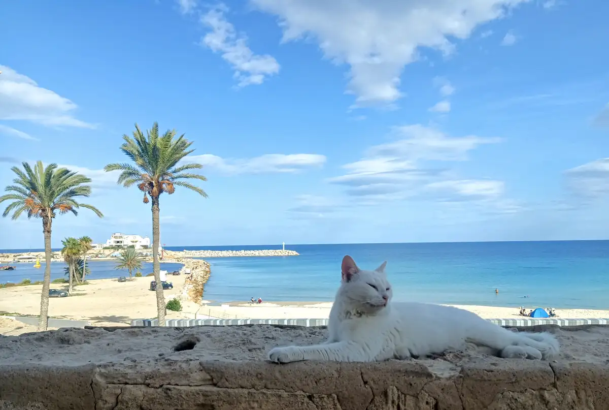 A white cat is lounging peacefully on a stone wall overlooking a sunny beach with palm trees, turquoise water, and a clear…