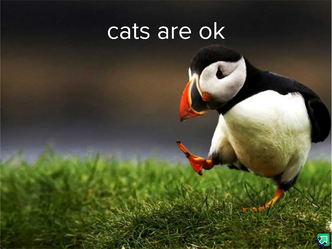 A puffin stands on green grass, lifting one orange foot as if dancing or posing, with the text 'cats are ok' overlaid in…