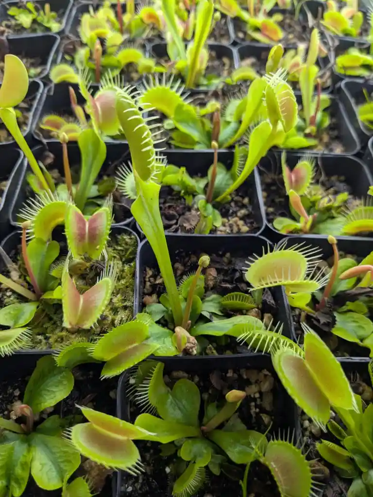 The image shows numerous young Venus flytrap plants in black plastic nursery trays, each with characteristic green, hinged…