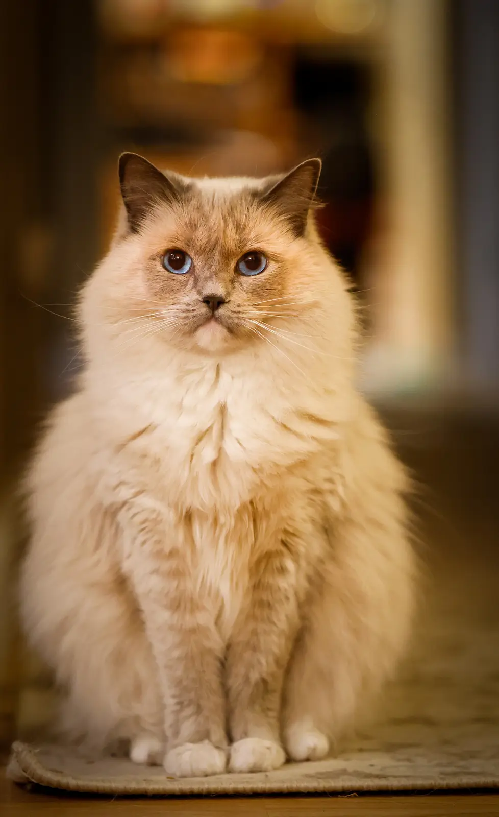 A fluffy, long-haired cat with striking blue eyes and a cream-colored coat sits upright on a rug, looking directly at the…