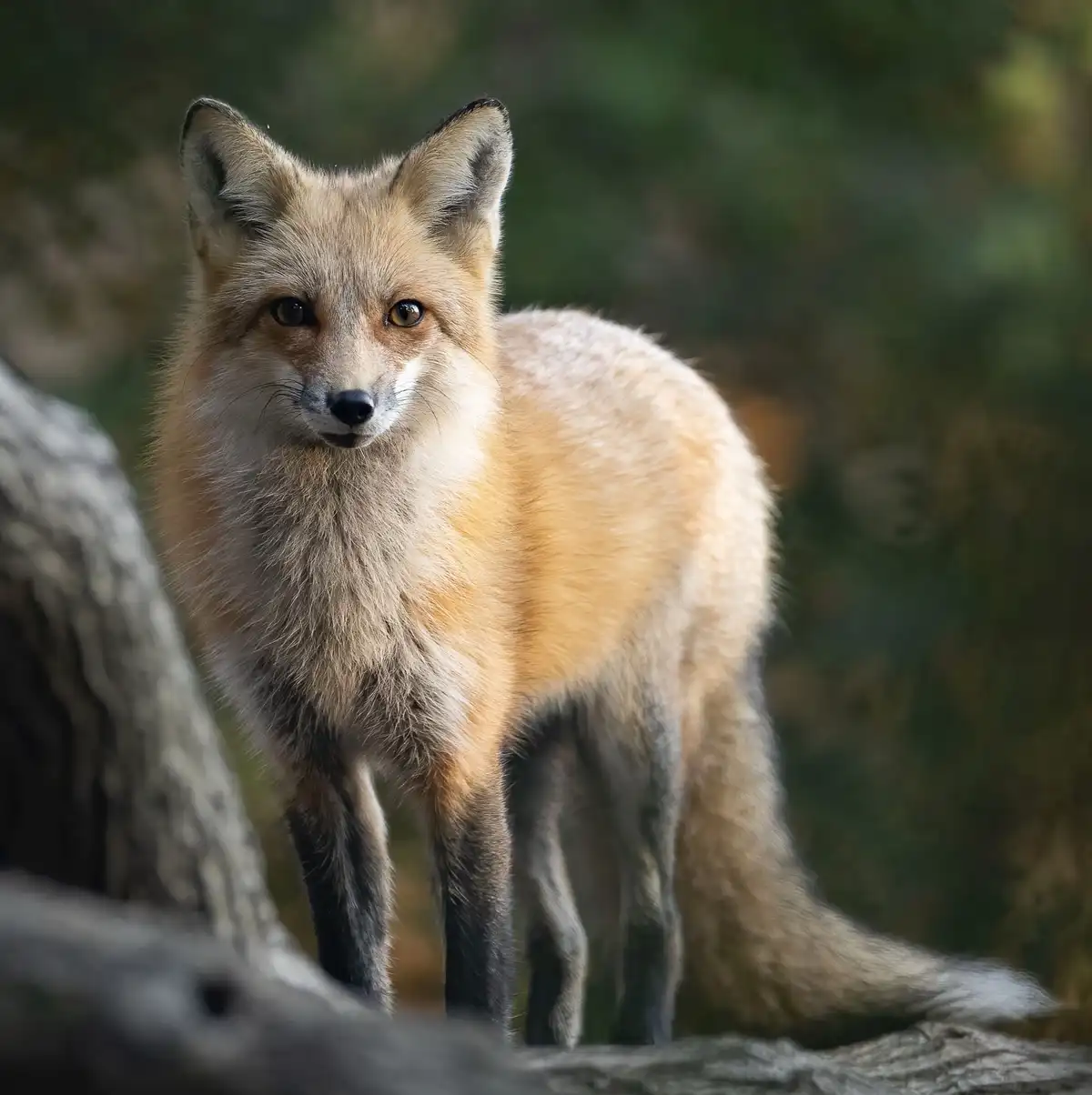 The Majestic Red Fox (Vulpes vulpes)