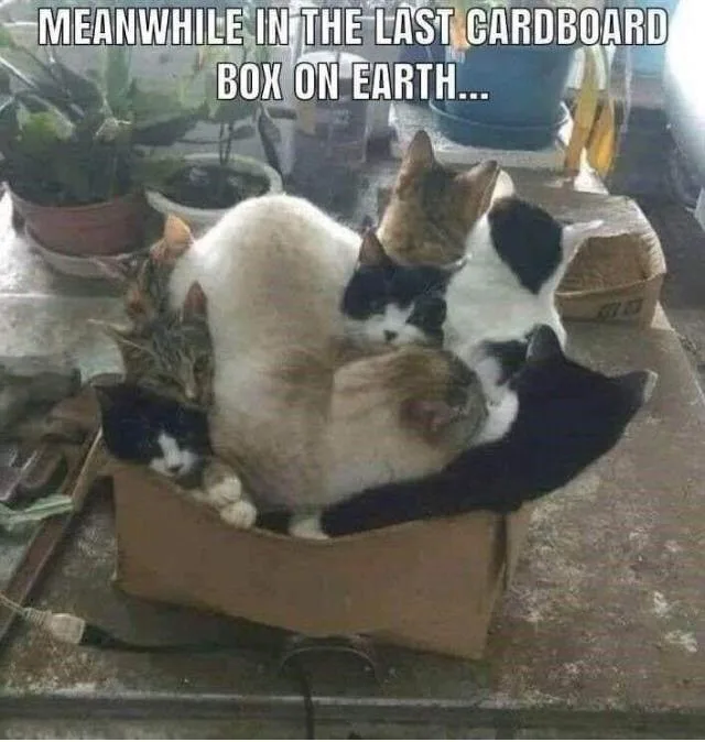 Prepare for the Must Box Challenge