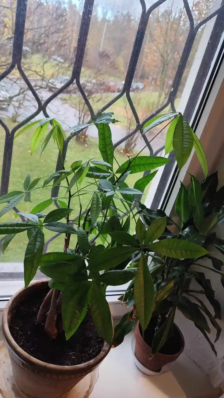 Two potted plants sit on a windowsill with a view of a rainy, autumnal outdoor scene through a black metal security grille…