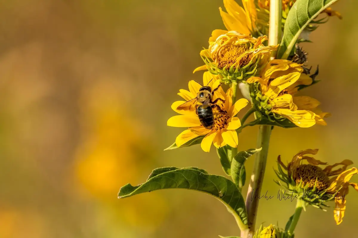 A close-up photograph shows a large, fuzzy bee with black and yellow stripes perched on a bright yellow flower with a green…