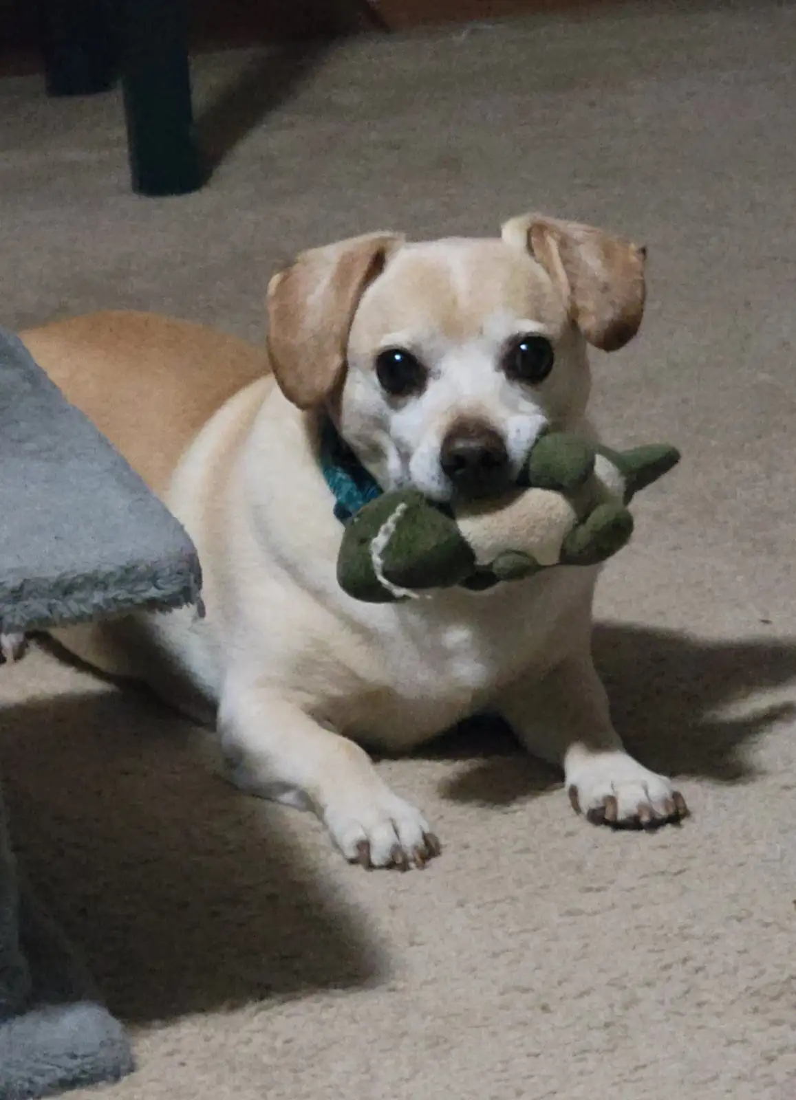A light-colored dog with floppy ears and a blue collar lies on a beige carpet, holding a green plush toy in its mouth. The…