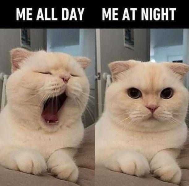 A split image shows a fluffy white cat yawning widely on the left side labeled 'ME ALL DAY' and the same cat with wide…