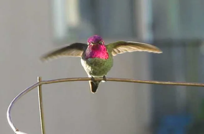 Soar high, little buddy!