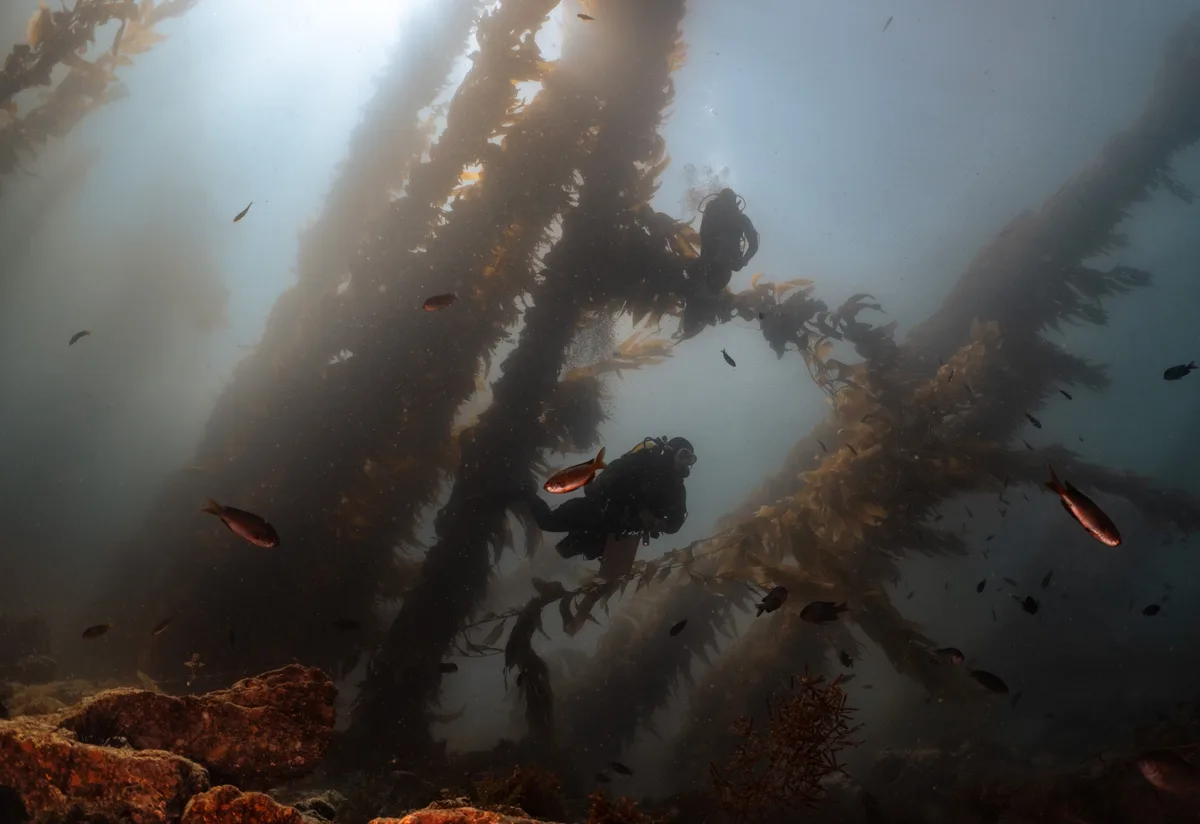 A Day in the Life of a Marine Biologist: What Do They Really Do?