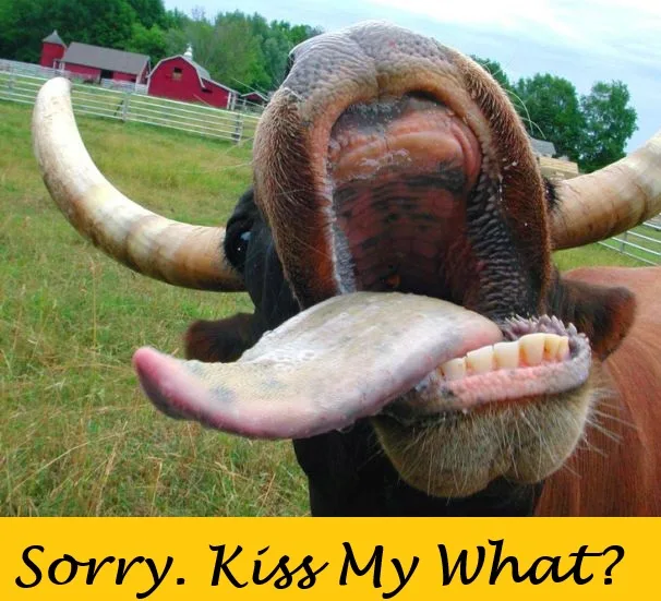 A close-up photo of a black bull with large curved horns, its mouth wide open showing teeth and a long pink tongue sticking…