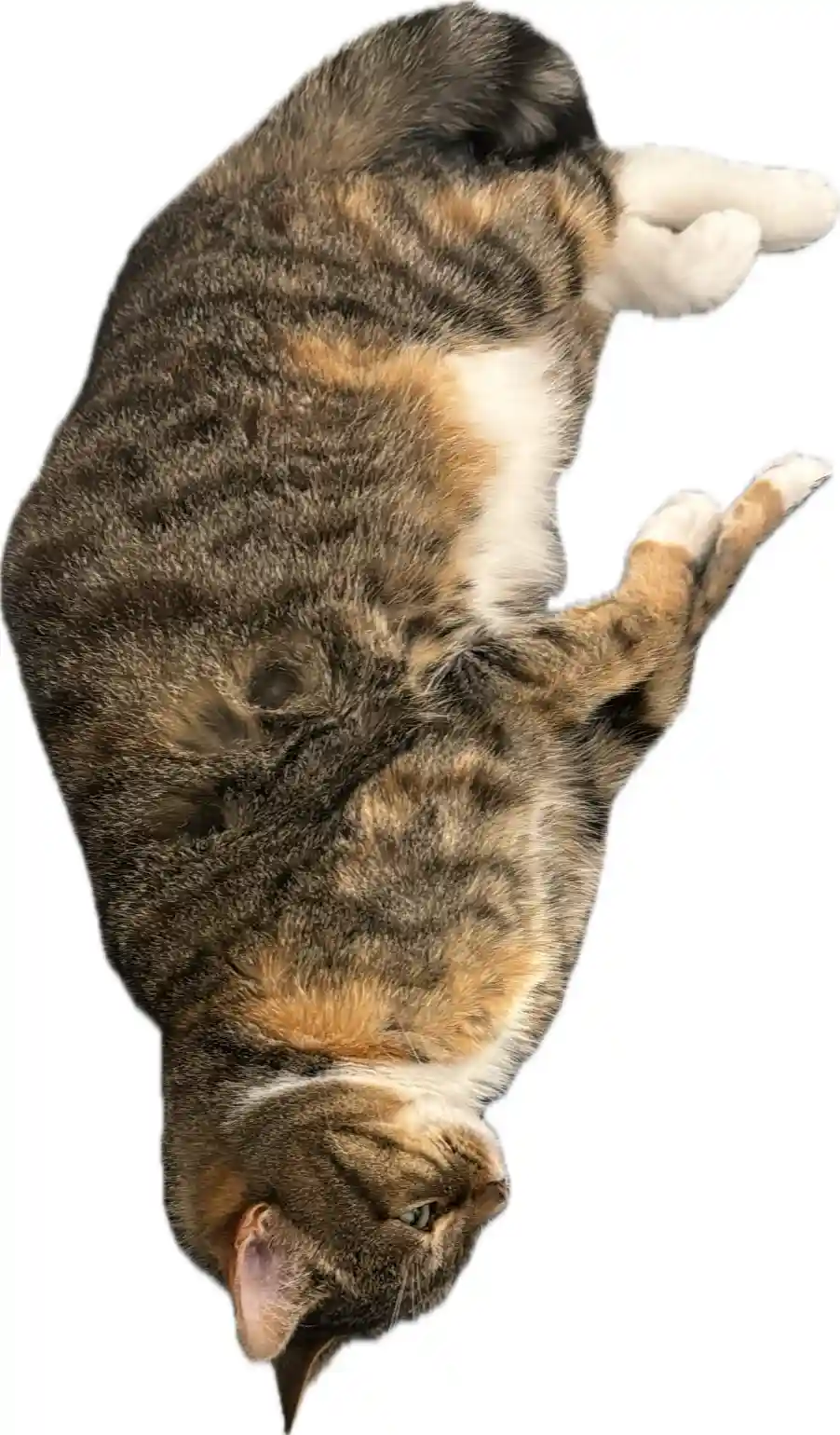 A calico cat is lying on its back with legs in the air, belly exposed, against a black background. The text overlaid on the…