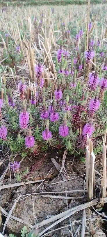 A field of purple, brush-like flowers growing among dry, cut stalks of what appears to be a harvested crop. The flowers have…