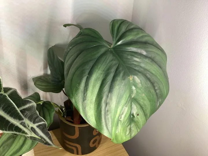 A large, glossy green leaf of a houseplant dominates the frame, its size making it appear like a giant leaf. The plant is in…