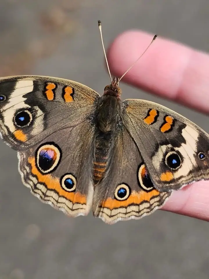 The Mysterious Moth