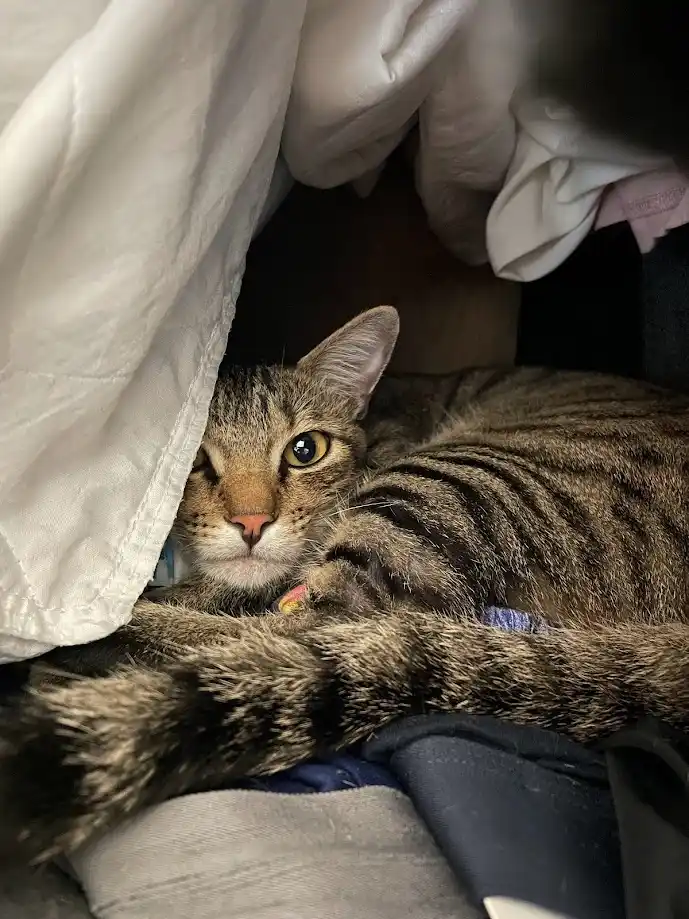 The Sneaky Cat Hiding in the Closet