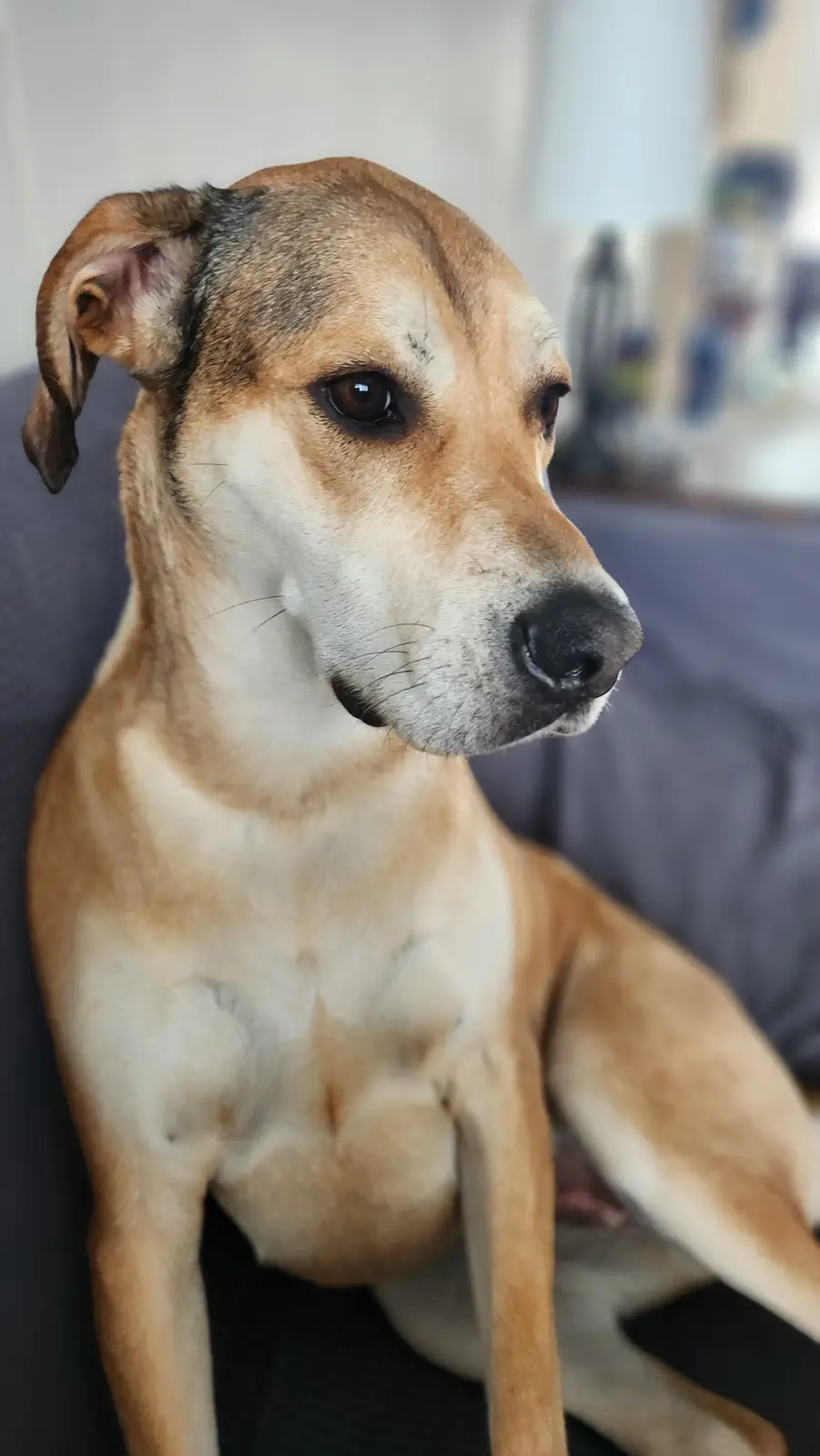 A tan and white dog with floppy ears sits on a dark gray couch, looking off to the side with a calm, slightly bored…
