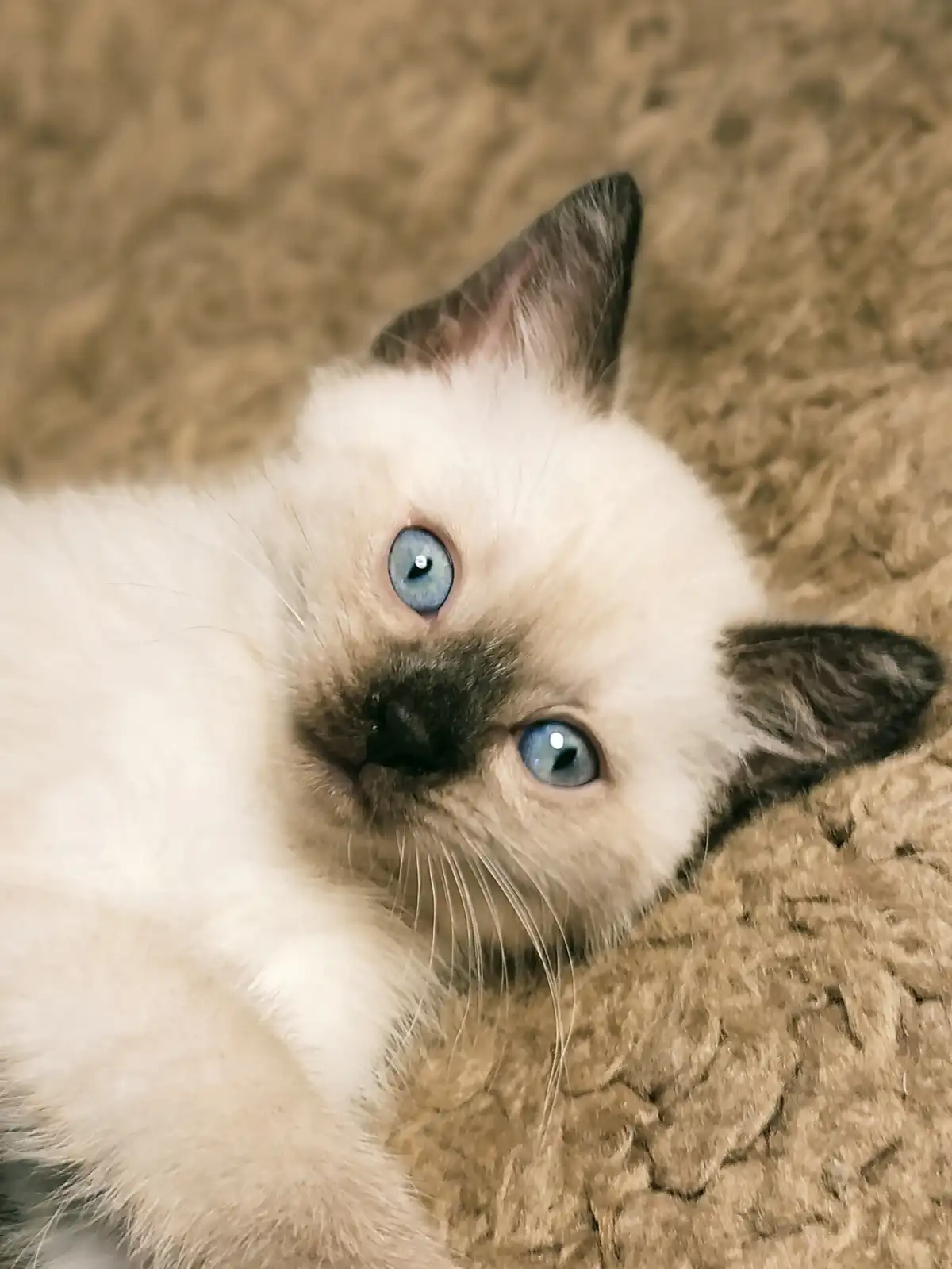 A close-up photo of a fluffy white kitten with striking blue eyes and dark points on its ears and nose, lying on a textured…