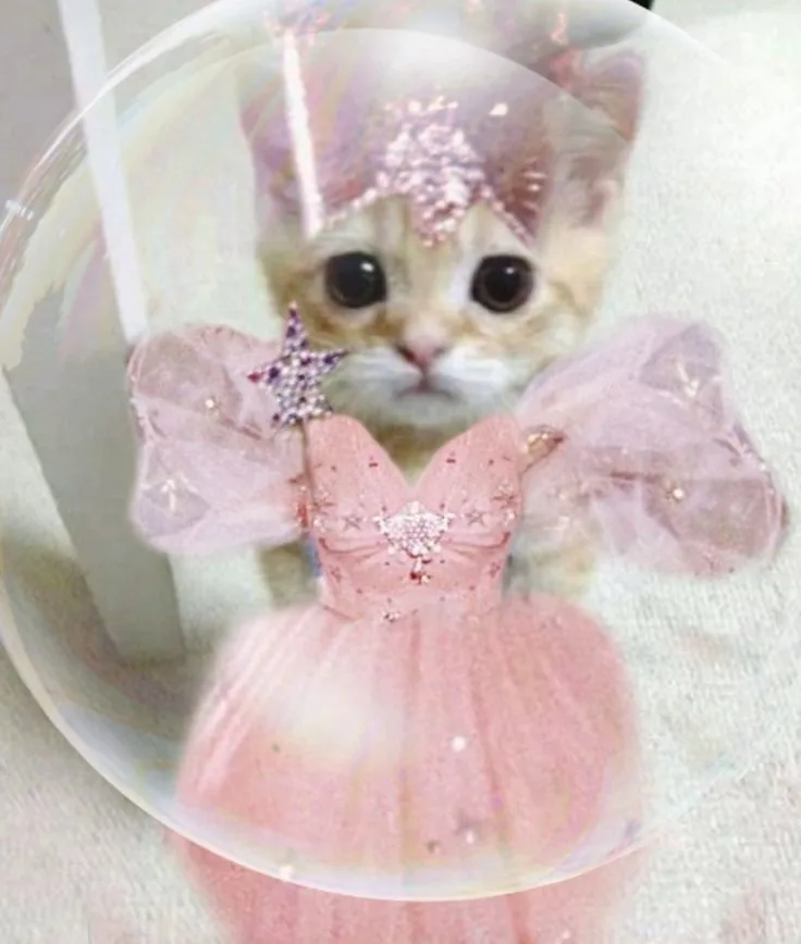 A small, fluffy kitten with large dark eyes is dressed in a sparkly pink princess costume with a tiara and a star-shaped…
