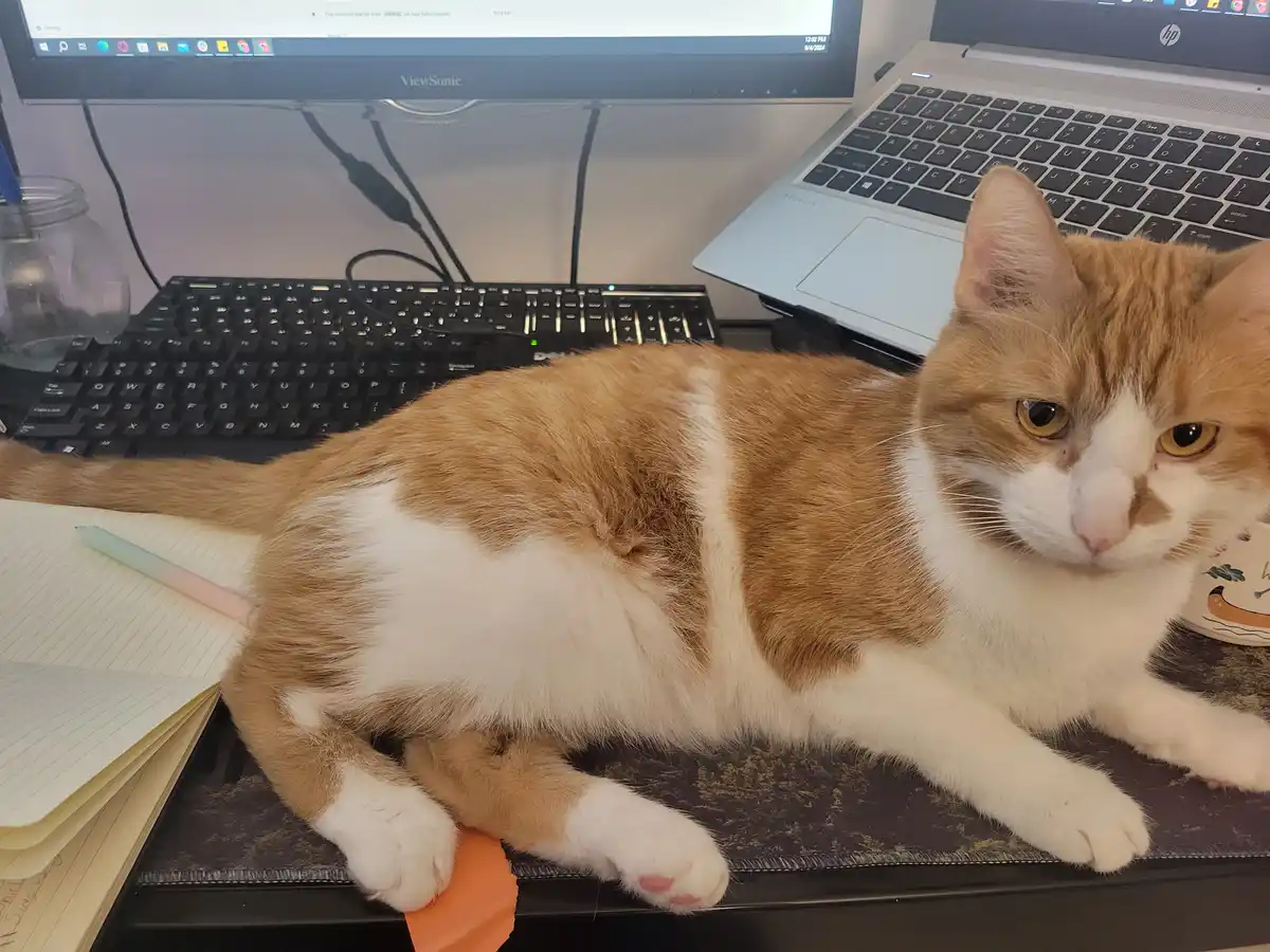 An orange and white cat lounges on a desk, positioned in front of a laptop and external monitor, with one paw resting on an…