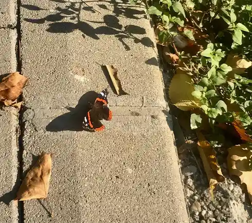 A red, black, and white butterfly rests on a gray concrete sidewalk, surrounded by scattered brown autumn leaves and green…