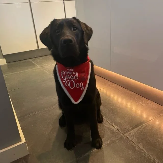 A black Labrador Retriever sits attentively on a tiled floor in a modern kitchen, wearing a red triangular bandana with…