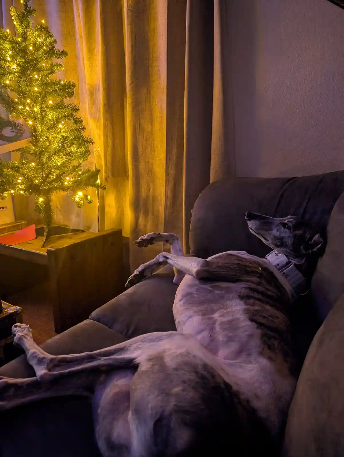 Not quite a selfie, but sending warm Christmas wishes from me and my retired Greyhound