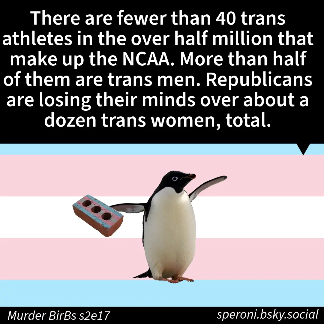 A penguin stands against a trans flag background holding a brick, with white text overlaid stating that fewer than 40 trans…