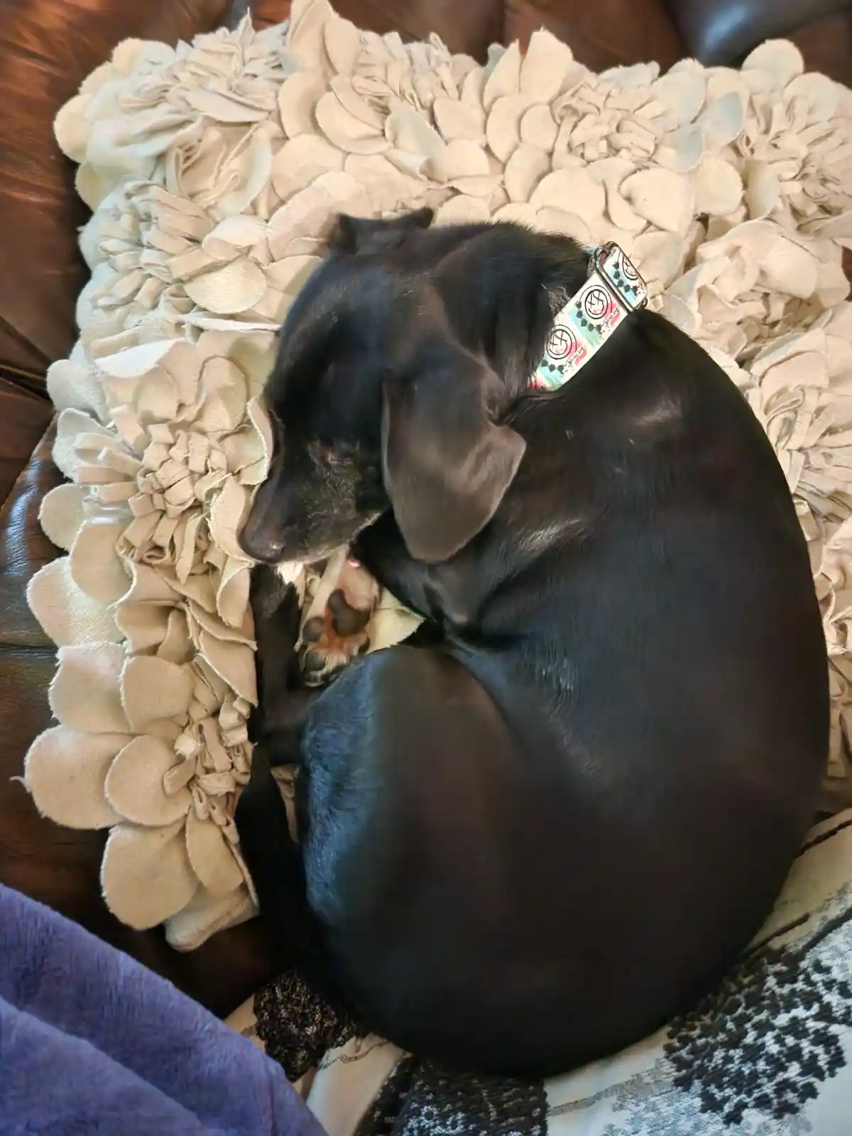 A small black dog is curled up sleeping on a beige, flower-shaped fabric blanket on a brown leather couch. The dog wears a…