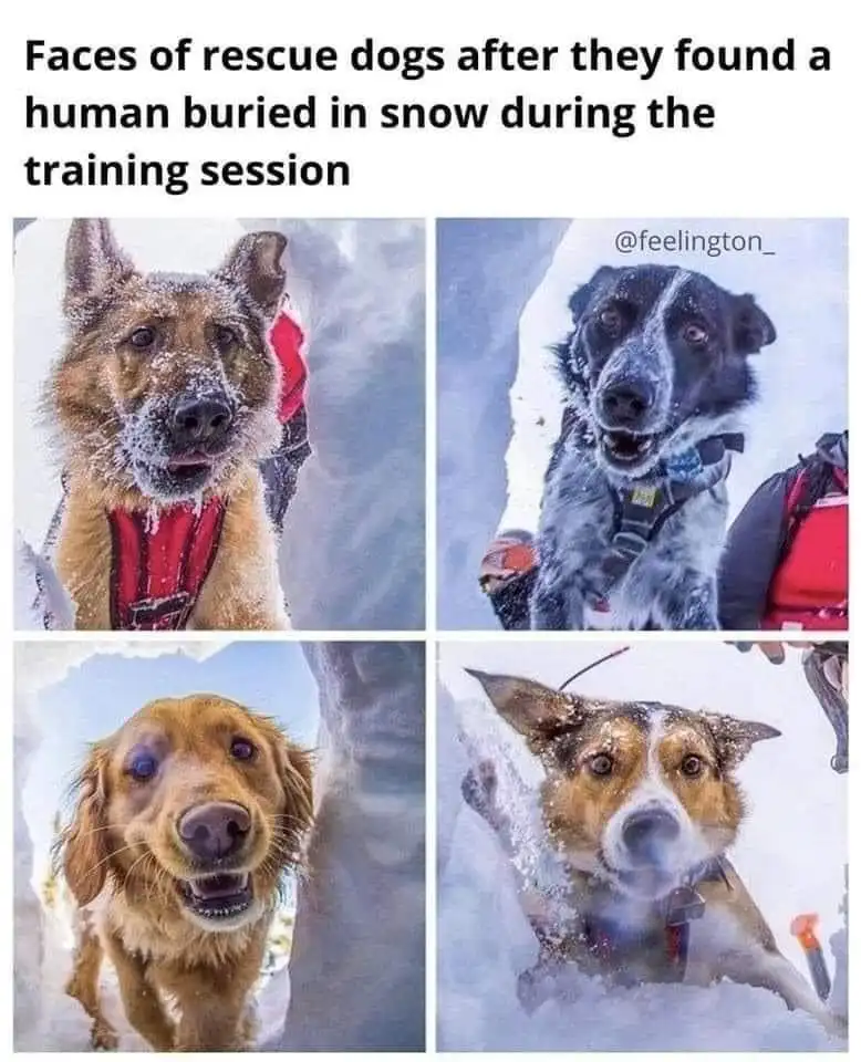 Four photos of rescue dogs covered in snow, looking exhausted or confused after a training exercise. Each dog has snow on…