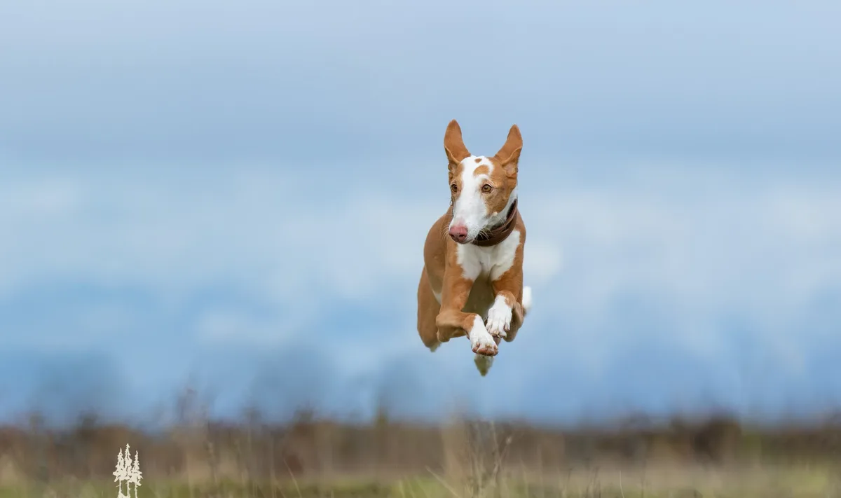 Soaring High: The Adventures of Flying Beezer