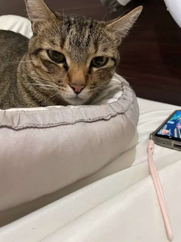 A tabby cat with a grumpy, unimpressed expression sits in a light gray pet bed. Beside the bed on a white surface lies a…