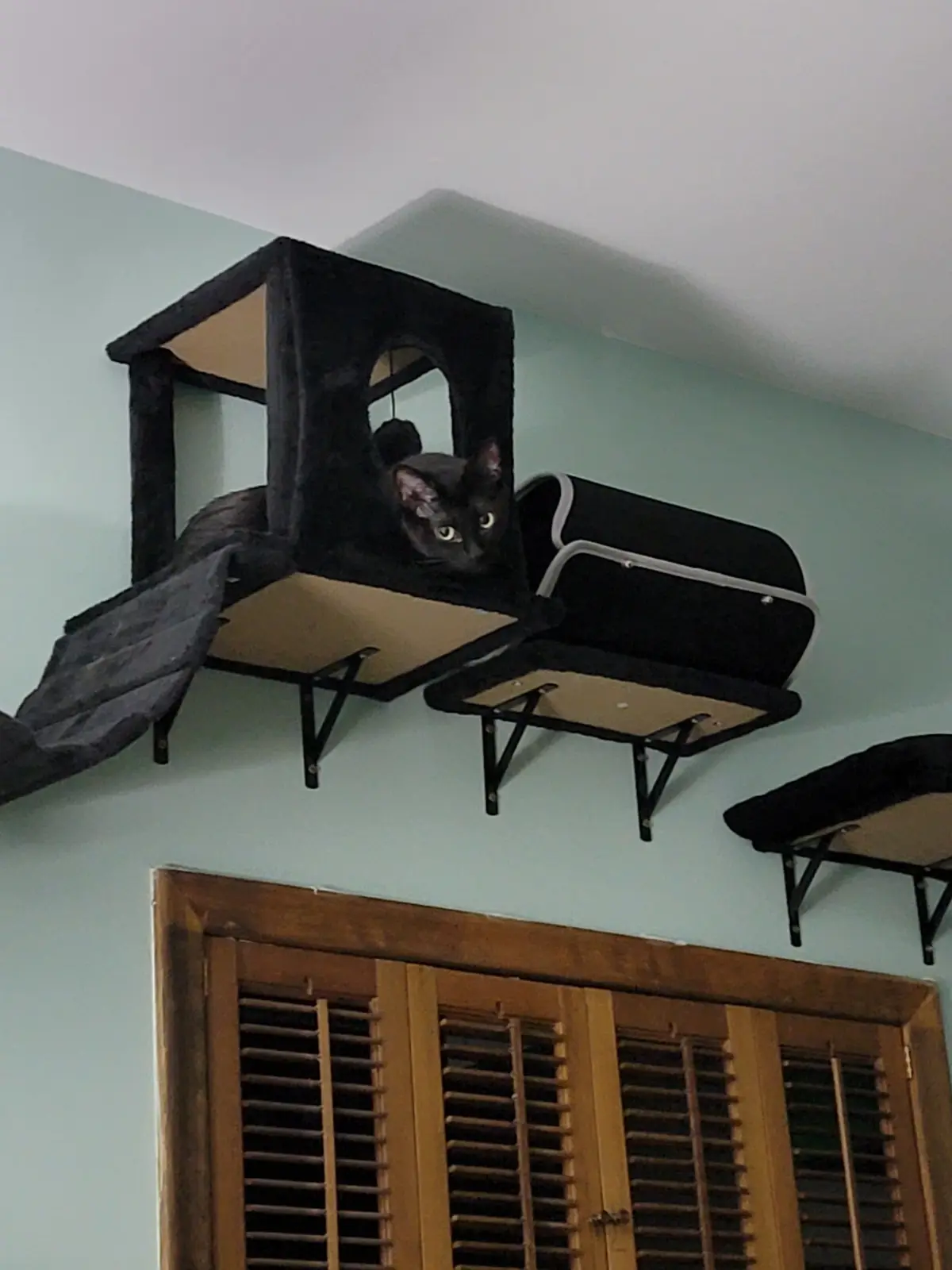 My First Caturday Post: Join the Fun!