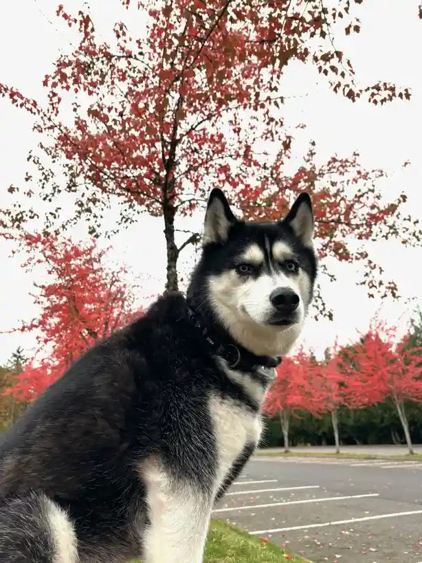 A black and white husky dog with piercing blue eyes sits in a parking lot, looking directly at the camera with a serious…