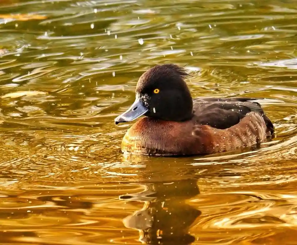 The Elegant Tufted Duck in Focus