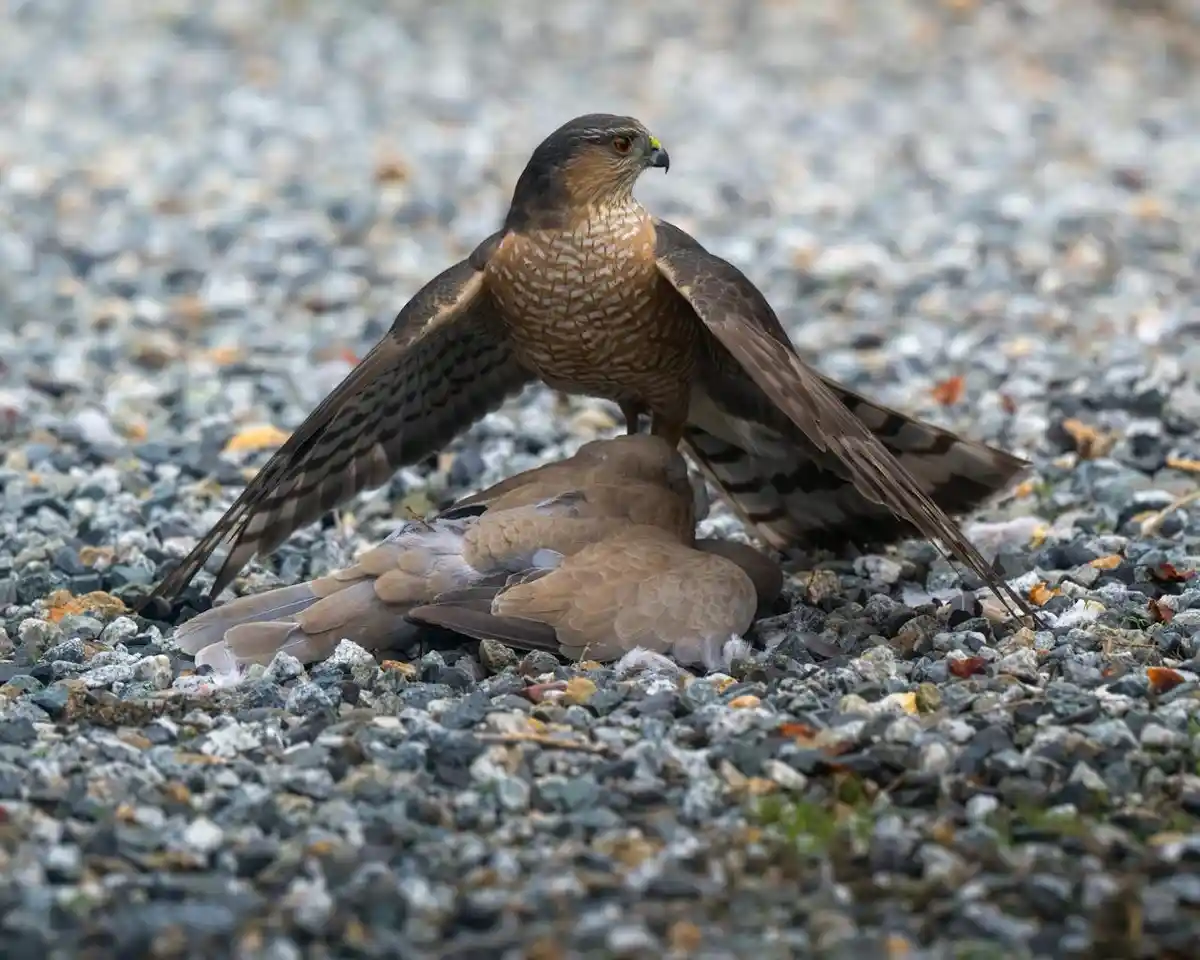 A hawk with brown and white speckled chest and dark wings stands over a defeated bird on a gravel surface, its wings spread…