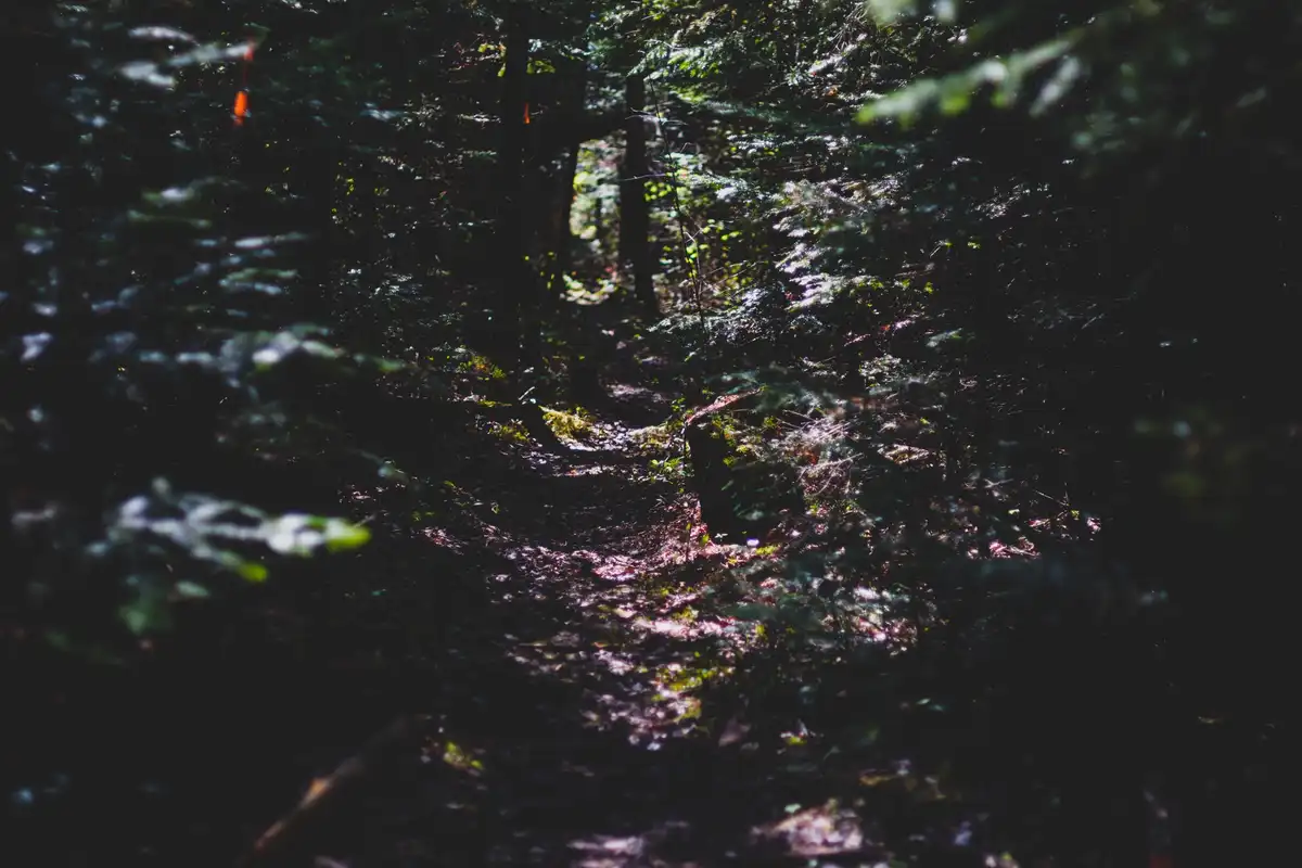 The Mysterious Call of Darkwood