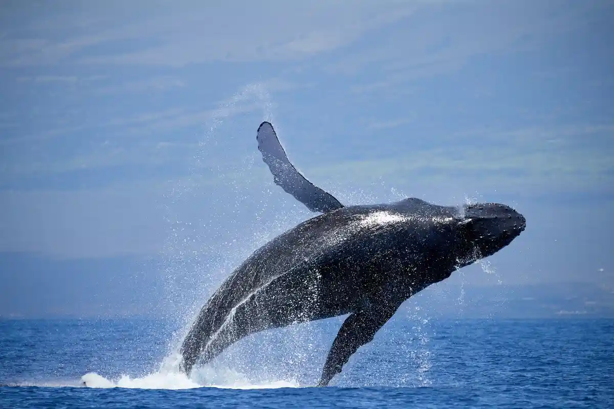 A humpback whale is captured mid-air, leaping out of the ocean with its tail fluke raised, spraying water against a backdrop…