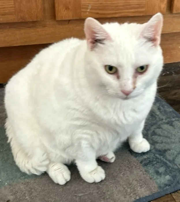 A fluffy white cat sits on a rug indoors, looking directly at the camera with a slightly unimpressed or tired expression…