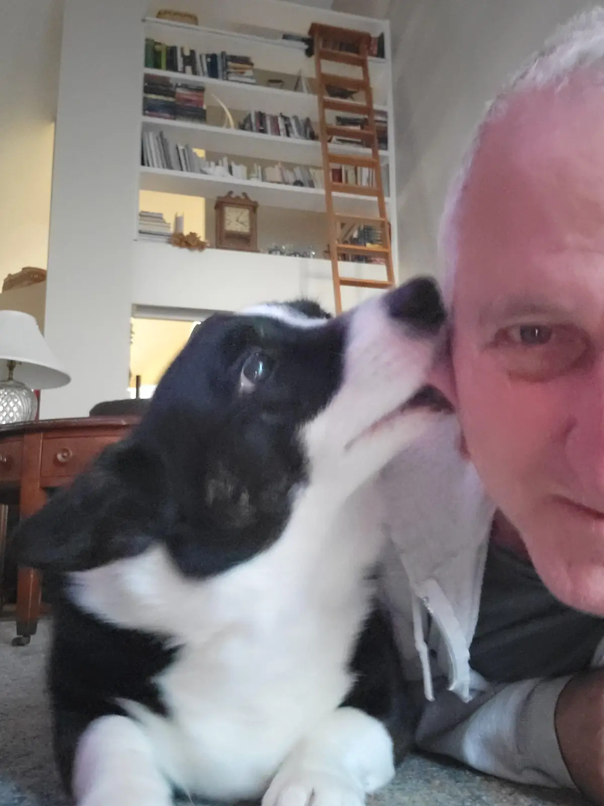 A black and white border collie puppy is affectionately nuzzling the cheek of a man taking a selfie. In the background, a…