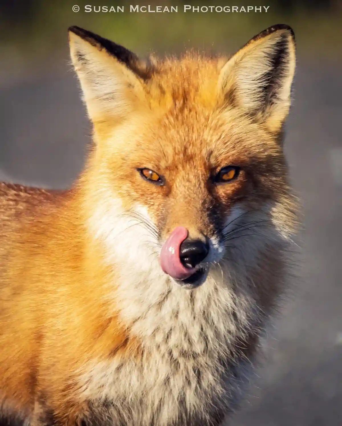 A close-up photograph of a red fox with orange-brown fur and white chest fur, licking its black nose with its pink tongue…