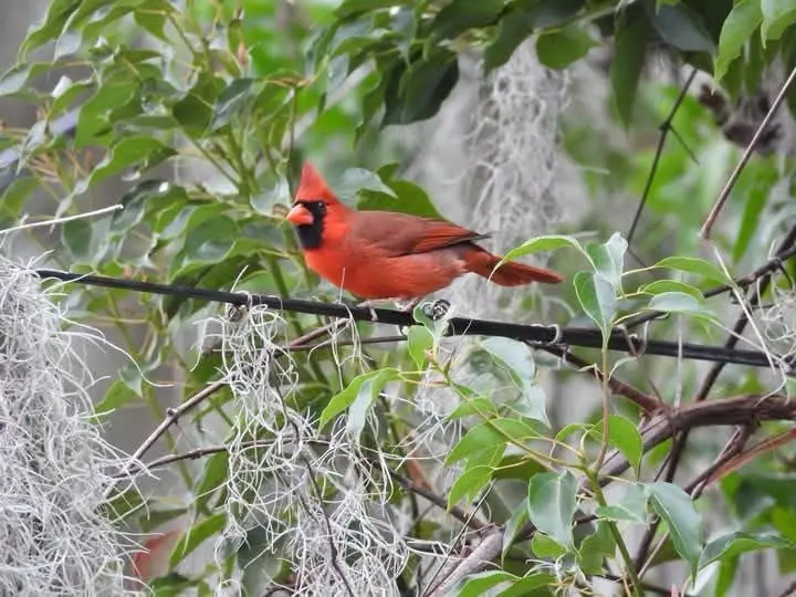 The Majestic Cardinal: Nature's Beauty