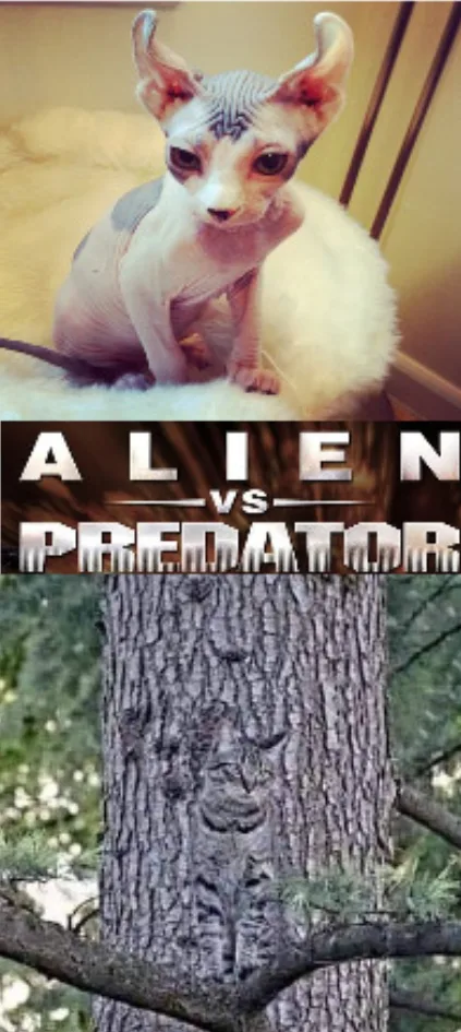 The image is a vertical collage. The top panel shows a hairless sphynx cat with large ears and dark eyes, sitting on a…