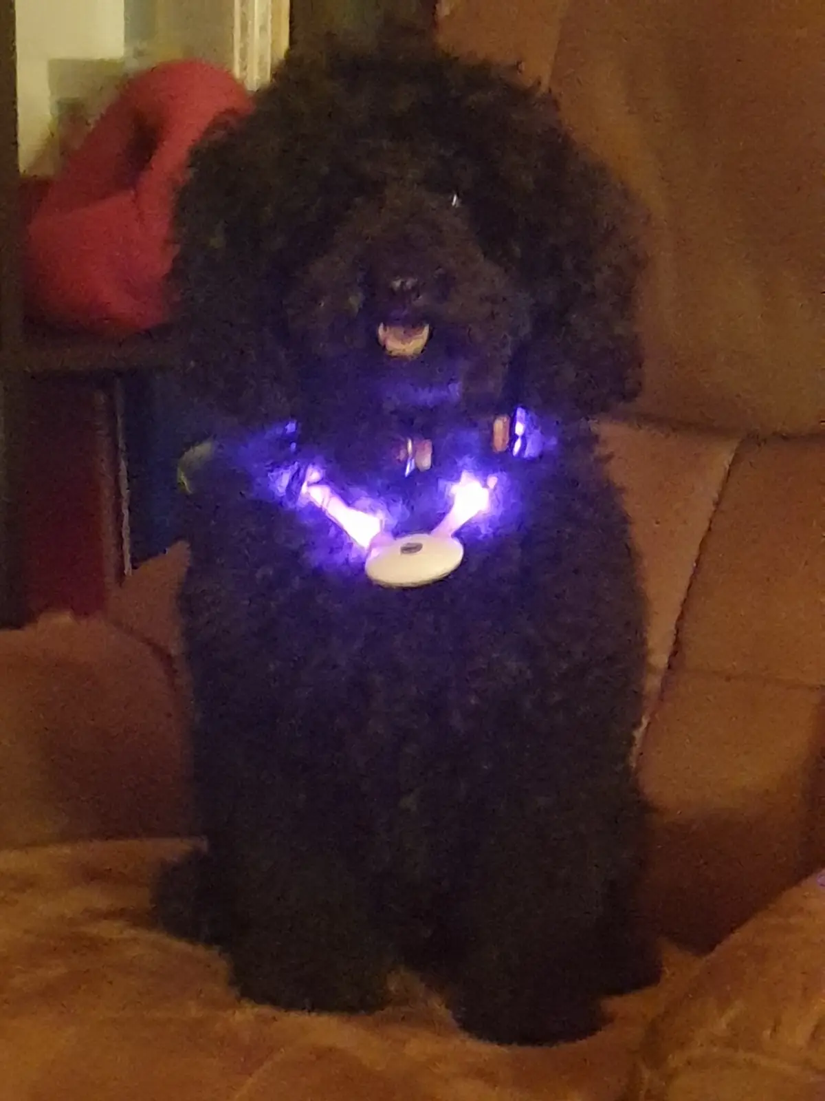 A black, curly-haired dog sits upright on a brown couch, wearing a glowing purple LED collar that illuminates its chest and…