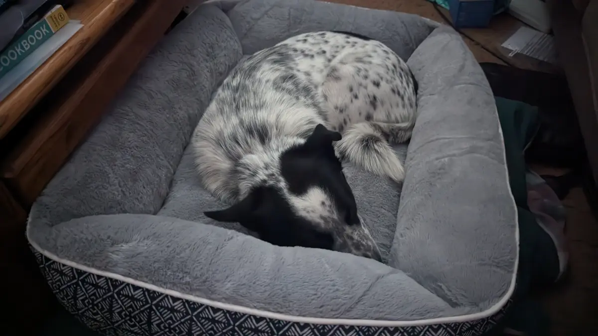 Adorable Sleepy Puppy Moments