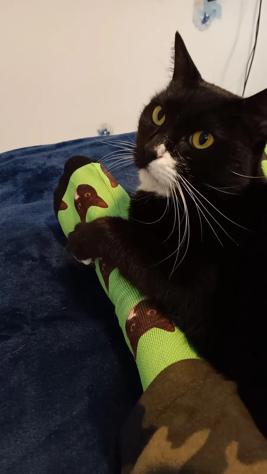 A black cat with a white muzzle and yellow eyes is lying on a blue blanket, pawing at a bright green sock decorated with…