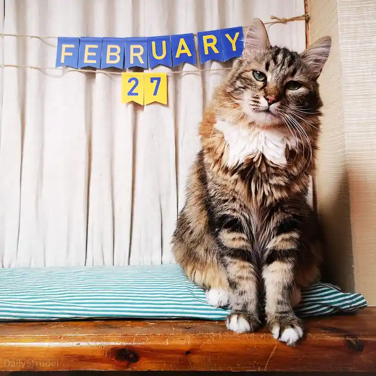 A fluffy tabby cat with green eyes sits regally on a striped pillow atop a wooden surface, looking slightly unimpressed…