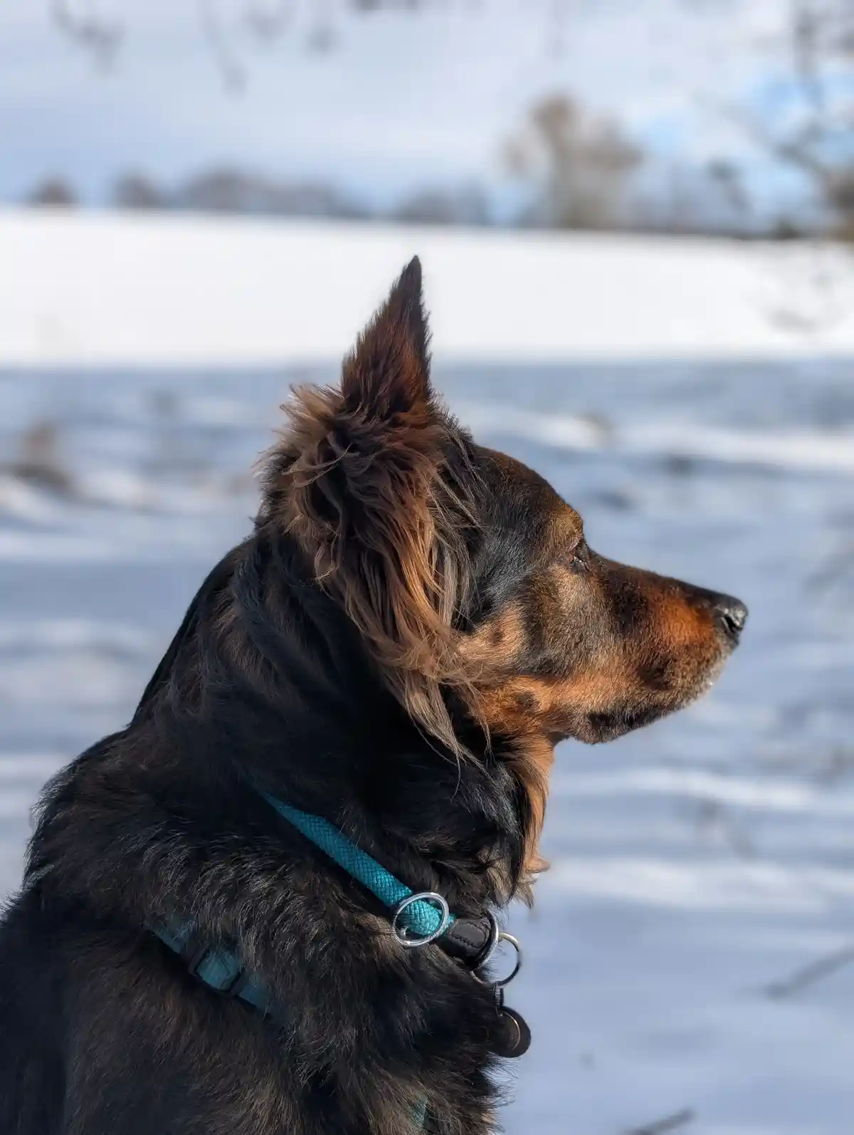 A close-up profile shot of a black and tan dog with a teal harness, standing in a snowy field. The dog is looking off to the…