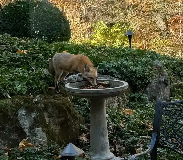 A red fox is drinking from a stone bird bath in a garden, with green foliage, rocks, and a decorative bench visible in the…