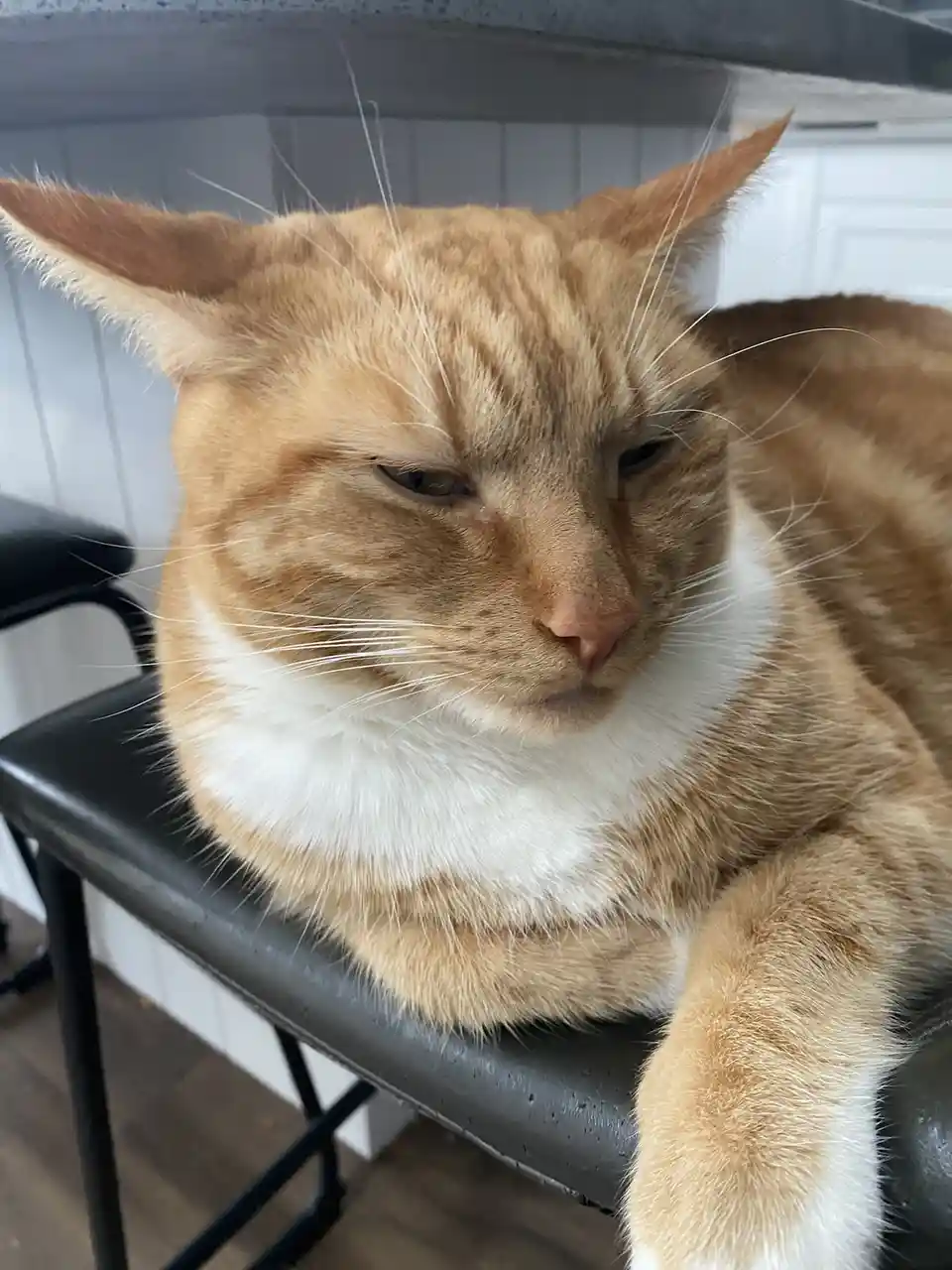 An orange tabby cat with a white chest and paws is lounging on a black chair, looking grumpy and unimpressed with…